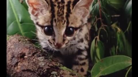 Margay Adorable Cat