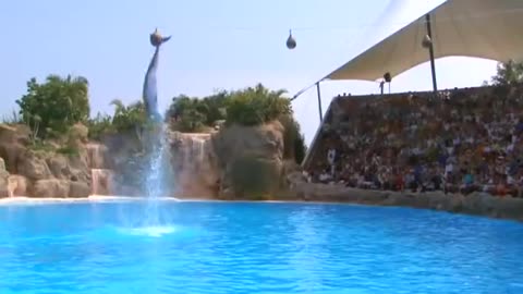 Fantabulous Dolphin show