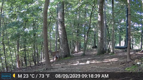 The Woods – 08/10/2023