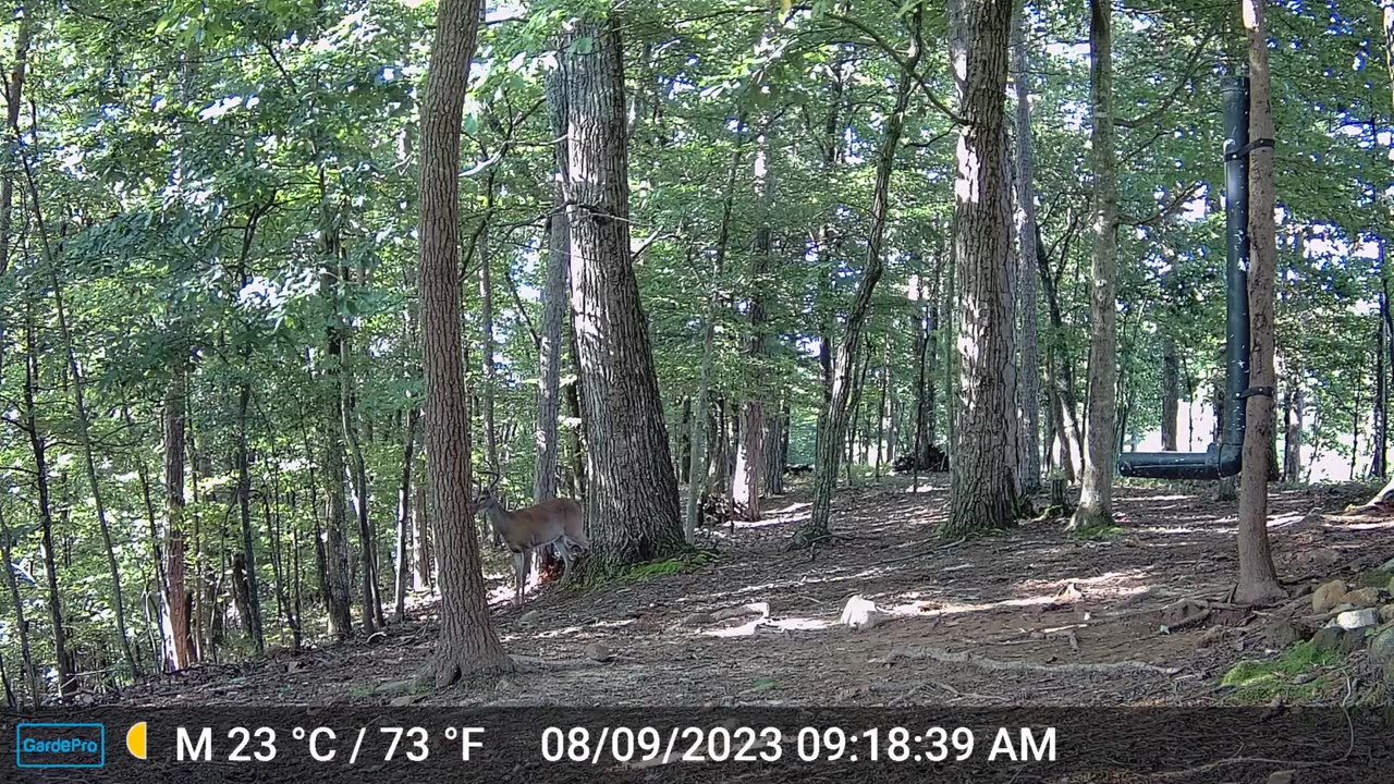 The Woods – 08/10/2023