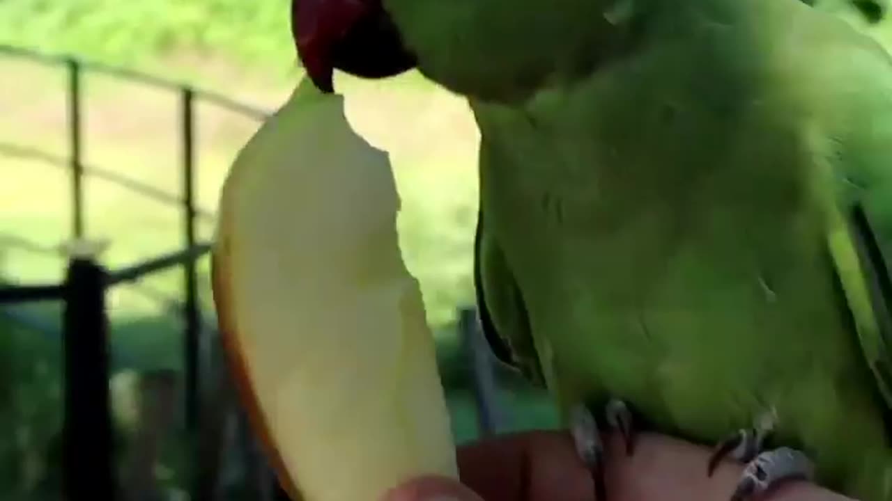 Wildlife