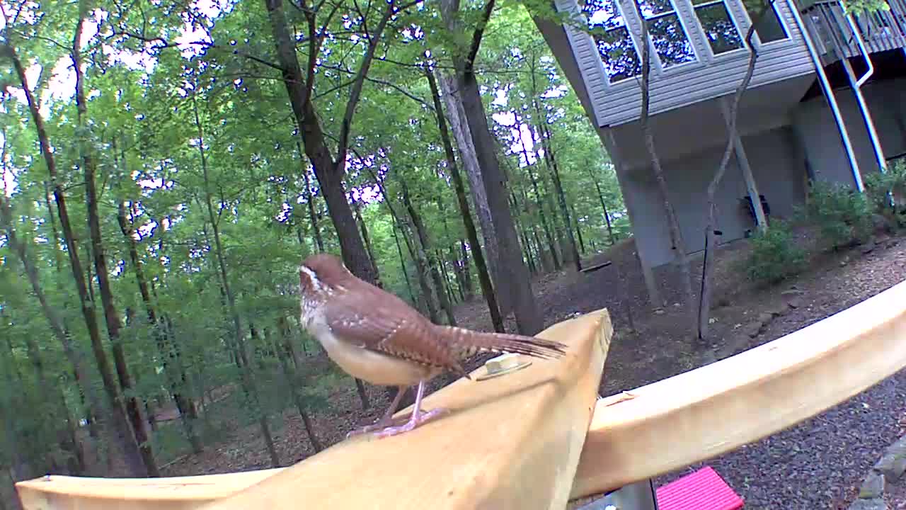 A happy Caroline Wren