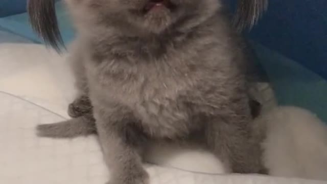 The cat's bright eyes like two small black bulbs, flashing ah flashing.