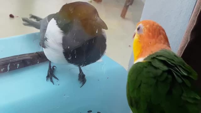 The most beautiful, brightest and smartest parrot in the world