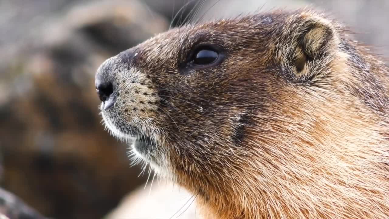 ๐๐๐ฆฃCute and funny animals ๐ธ๐ฟ๏ธ