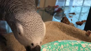 African grey parrot eats fried chicken