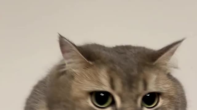 Nice cat video