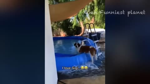 Funny animal video