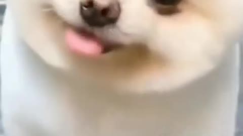 Funny dog|🐕 best dog video| cute dog puppy video