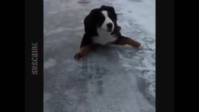 Freezing dog