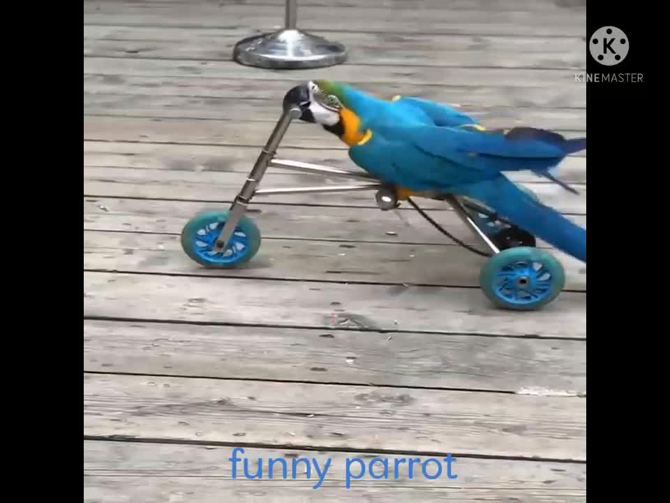 Funny Cyclist Parrot doing Moring Cycling