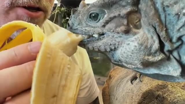 Who isn’t bananas for bananas