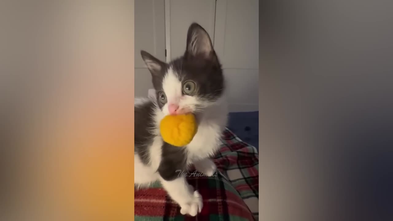 Best Funny Animal Videos Of The 2023 🤣 - Funniest Cats And Dogs Videos 😺😍 (42)