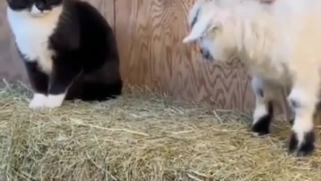 Funny cat