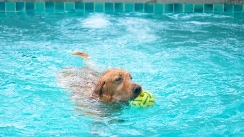 Dog swimming