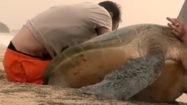 Huge Turtle Stuck Between Two Rocks. 😥 Act of kindness! ❤👏