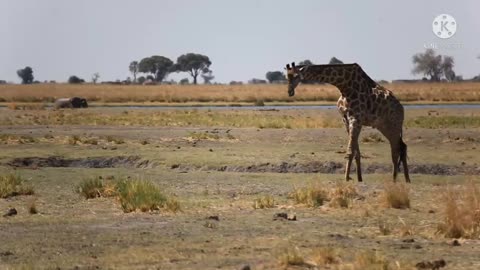 Hiking with a giraffe in Mountains - Nature background - Full HD 1080