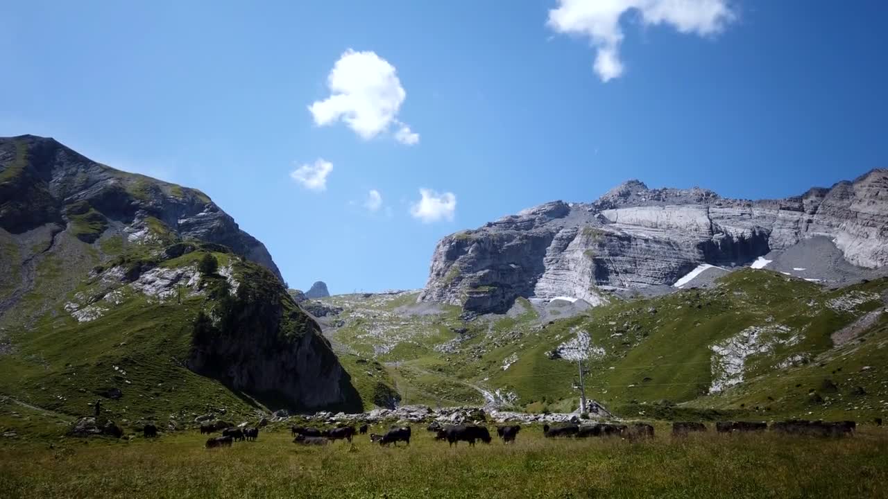 Cows and Mountains! Please contribute my channel, thanks!!!