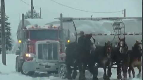 The Amish show up to help get this trucker out of a ditch!