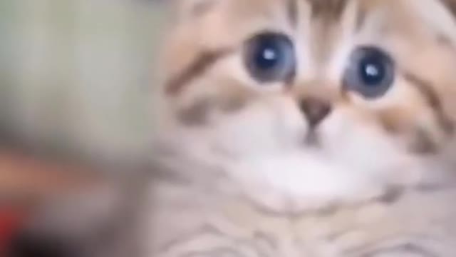 funny and cute cats/gatos graciosos y lindos