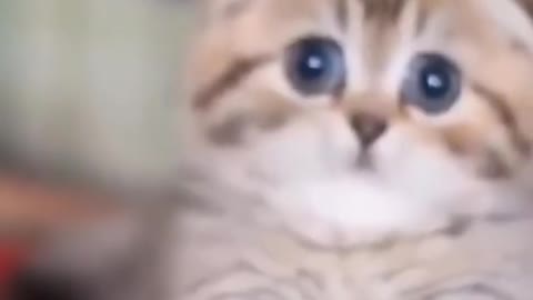 funny and cute cats/gatos graciosos y lindos