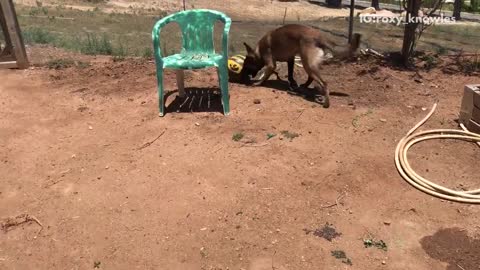 Dog plays yellow soccer ball