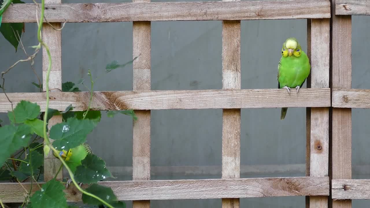 A fluttering bird