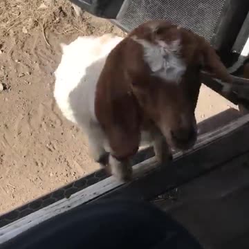 What kind of welcome do you get after a long day?