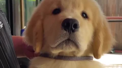Hysterical Cats and Dog Fails: You'll Be in Stitches!"