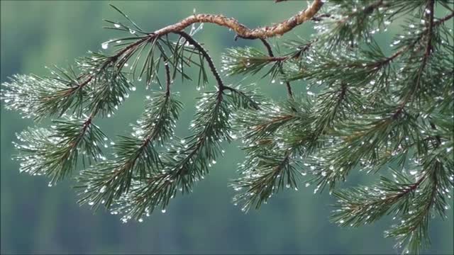 Relaxing Music | Sleeping, Meditation, Stress Relief | [3621] ⭐️