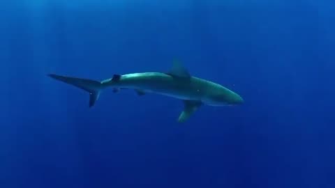 wildlife