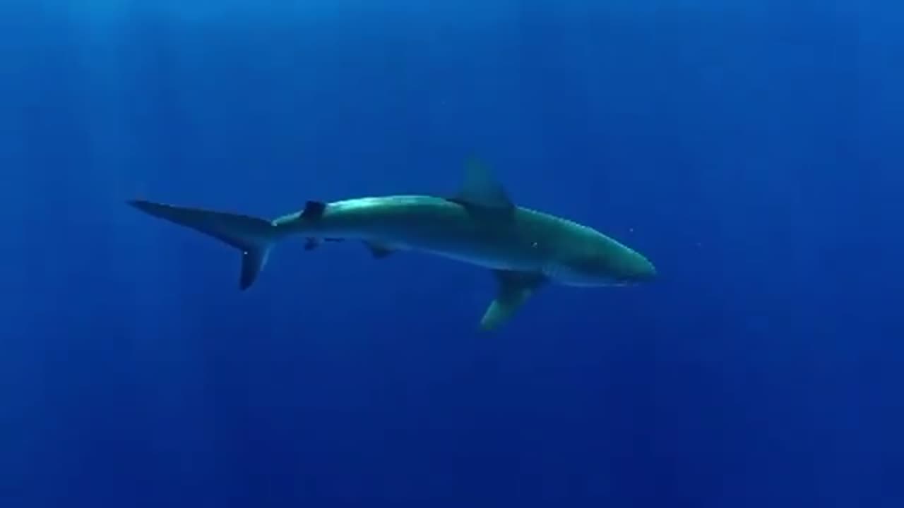 wildlife