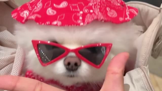Cute Puppies Love #imadeit #90skids #Puppilove #cutepets #cutepuppy
