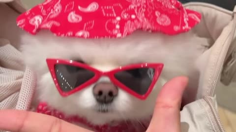 Cute Puppies Love #imadeit #90skids #Puppilove #cutepets #cutepuppy