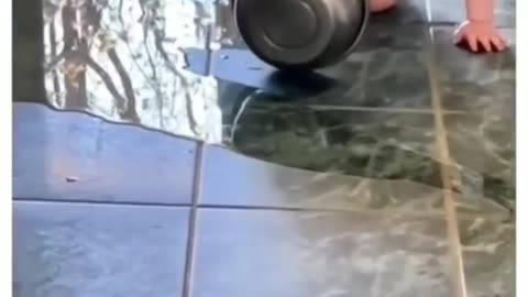 My dog has a sick and stick