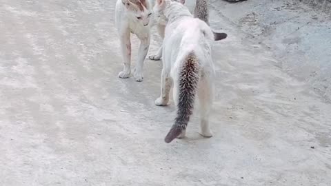 White Cat Fight, extreme level😊Cat vs Cat viral