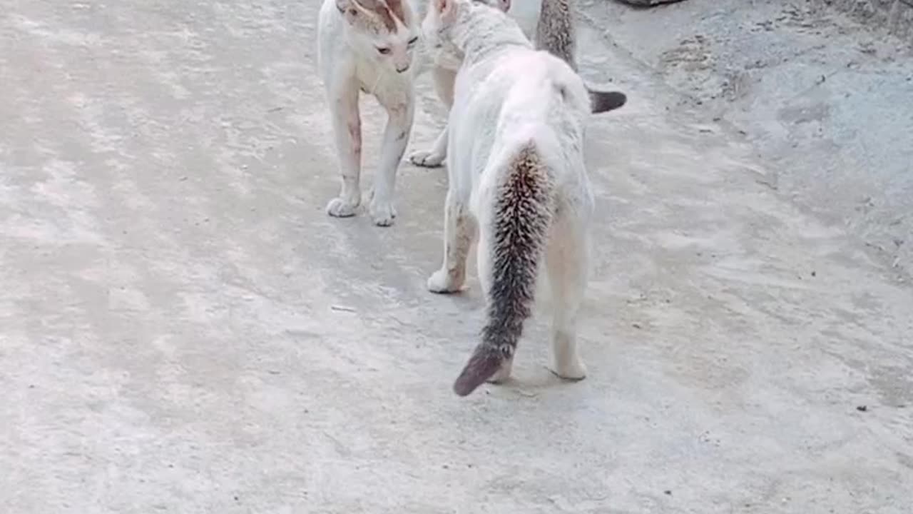 White Cat Fight, extreme levelšCat vs Cat viral