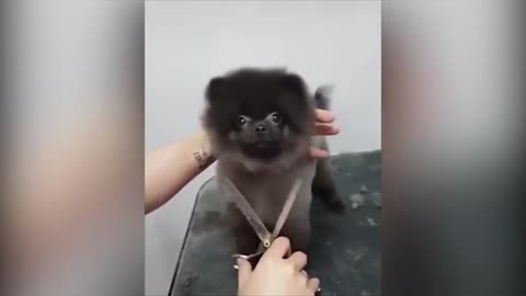 Funny Dog Dancing