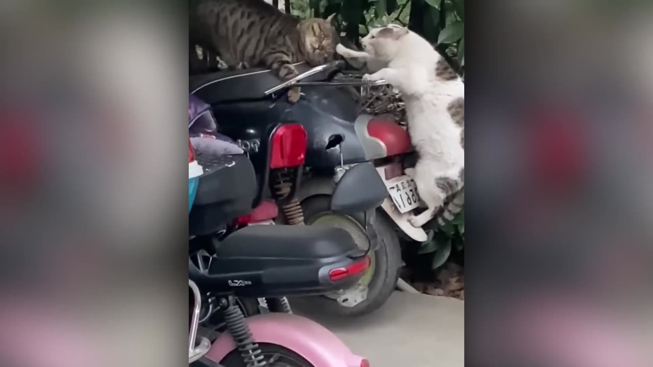 Funny Cat Video