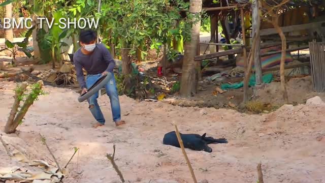 Trumpet Prank on Funny Dog - must watch very funny comedy video 2021