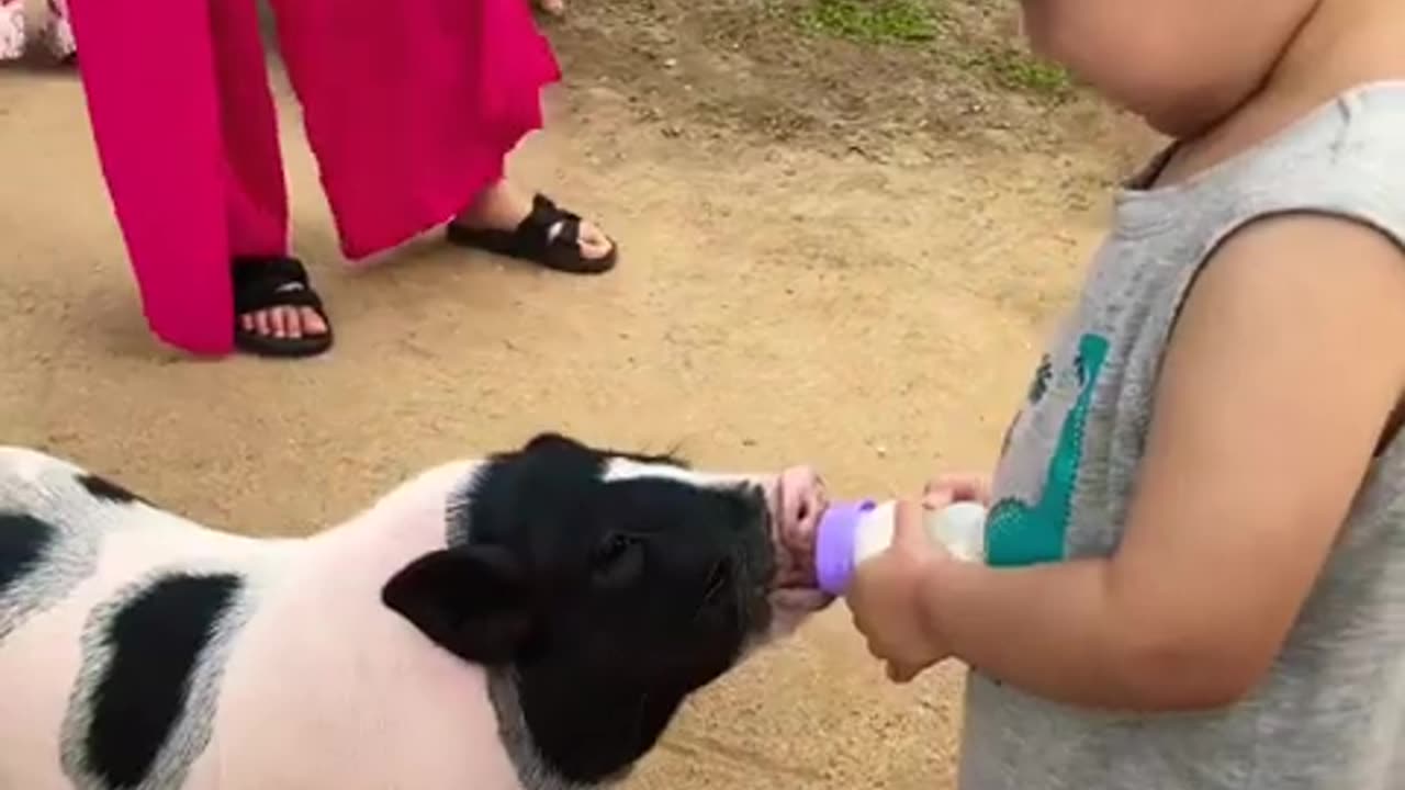 #animals #children #piggy #travel #funny