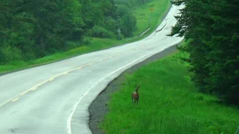 White Tailed Deer