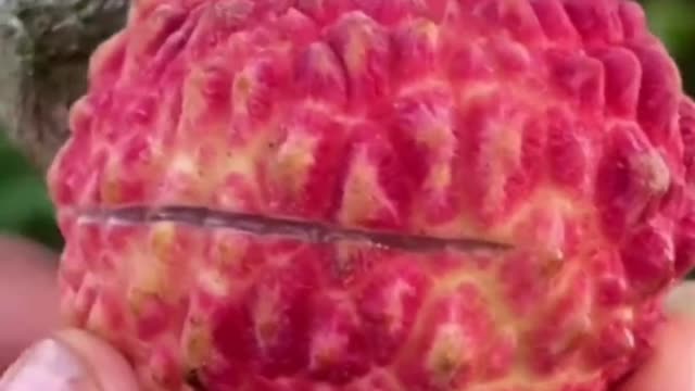 Fruits Video Farm Fresh Ninja Fruit Cutting Satisfying Fruit | Amazing Fruits Video #fruits #short