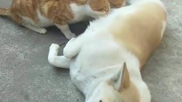 How can feedings cat of Dog