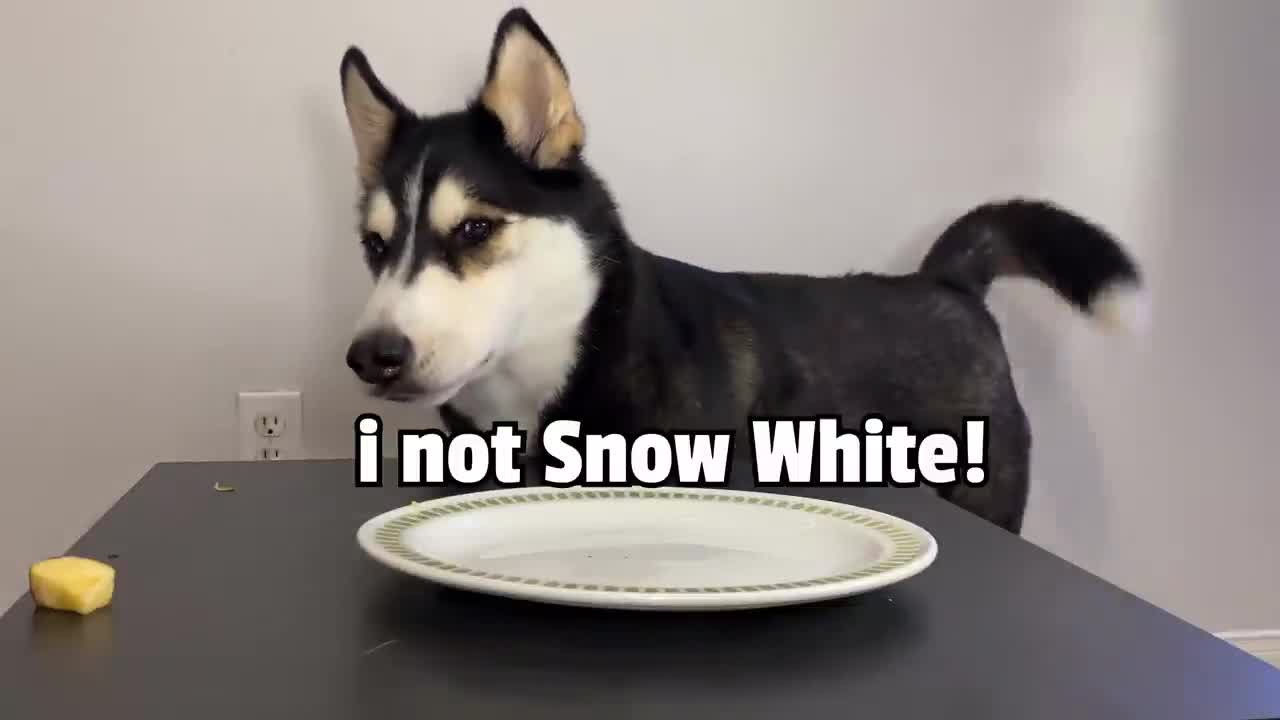 Dog Reviews Food THROWS Plate Off The Table! Got Angry