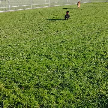 Golden and Cocker playing fetch at old ballfield