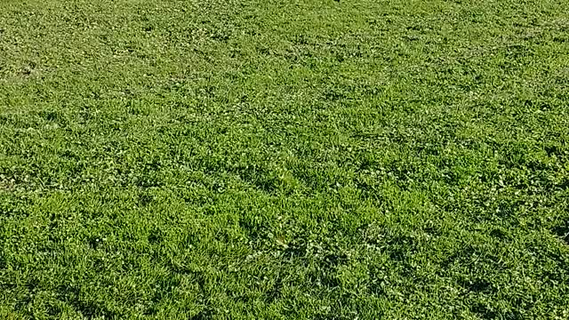 Golden and Cocker playing fetch at old ballfield