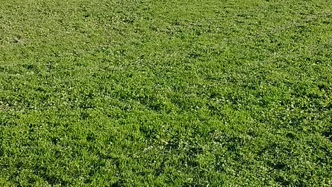 Golden and Cocker playing fetch at old ballfield