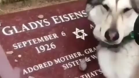 Husky crying on it's grandma's grave🤧😭