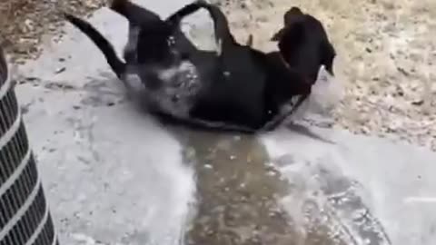 Funny Animals fails😹 #Shorts